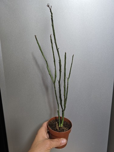 Dead stick euphorbia - ',