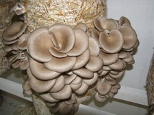 2 x Seeds Mushroom OYSTER