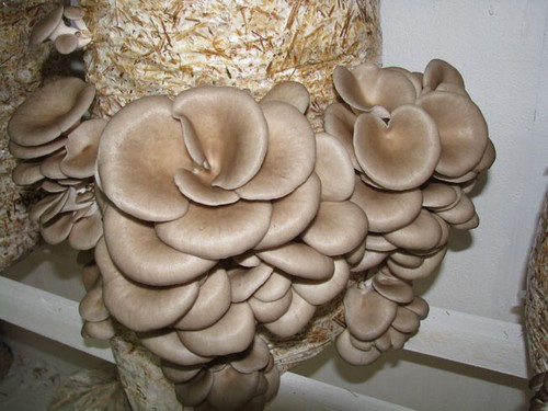 Seeds mushroom oyster - x,
