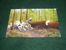 POSTCARD WOODWORK MACHINE HYSTER LOGGING TRACTOR TIMBER FORWARDER VANCOUVER