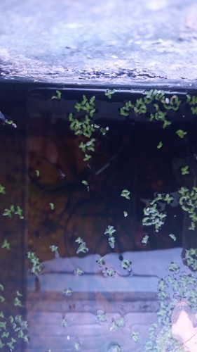 100g duckweed floating pond - 100g,