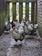 Silver Laced Wyandotte Large
