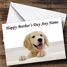 Beautiful Labrador Puppy