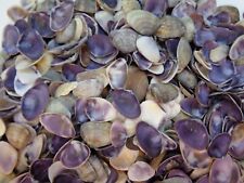 120 X VIOLET CAY CAY SMALL SEA SHELLS 10 - 25 mm PURPLE WHITE BROWN CLAM