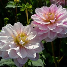 Top Grade Dahlia Tubers for