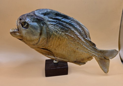 Vintage piranha fish - "piranha",