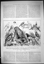 Old 1888 Crystal Palace British Foreign Cage Birds Show Hampton Garnh Victorian