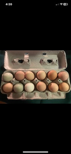 Fresh fertile - dz), &
