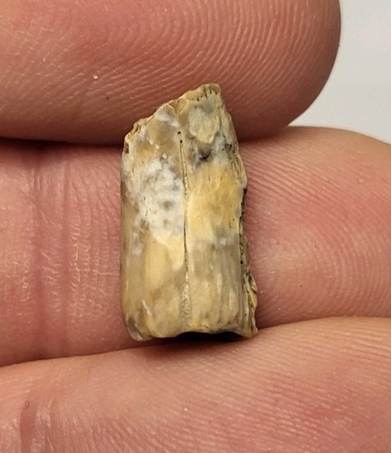 Hell creek dinosaur - age, tooth
