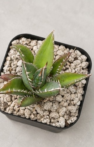 Agave nussaviorum 11cm rare - agave,