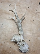 Taxidermy Large Roe Buck Skull And Antlers