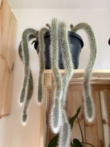 Monkey tail cactus 14cm - ,