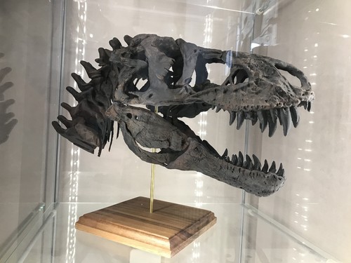 Rex skull tyrannosaurus - skull,