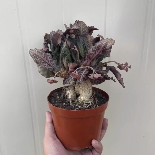 6cm succulent cactus - 6cm, plant