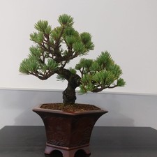 Beautiful Small Mame White