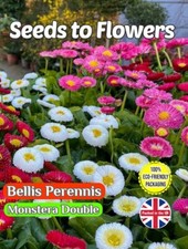 BELLIS PERENNIS - MONSTERA