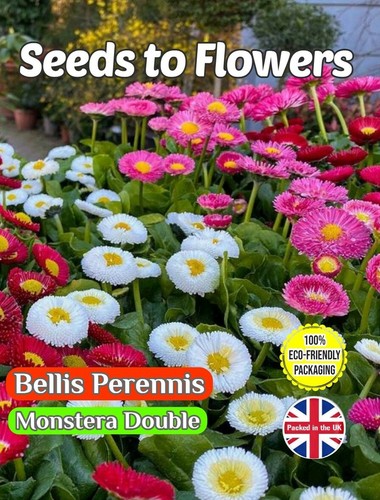 Bellis perennis monstera - bellis,