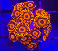 Orange oxide zoanthid zoas - orange, *