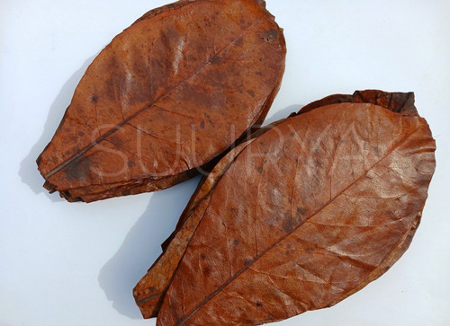 Indian almond leaves - leaves, catappa