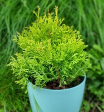 2ltr thuja occidentalis - thuja,