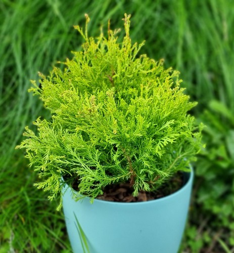 2ltr thuja occidentalis - thuja,
