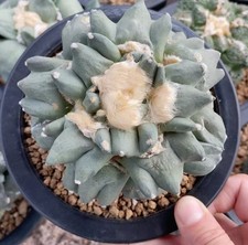 Rare Cacti SucculentLive