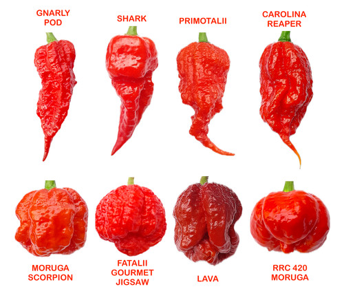 Worlds hottest chilli - worlds,