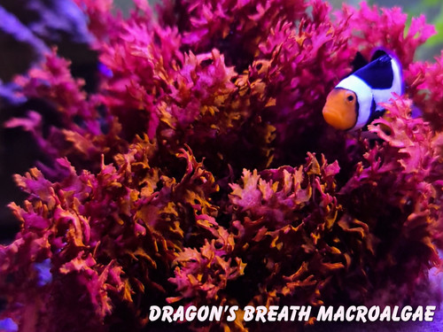 Dragon breath marine - breath,