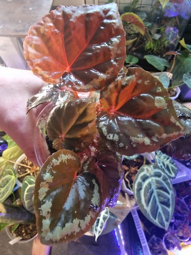 Begonia ignita large - begonia,