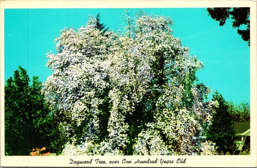 Dogwood tree over one hundred - tree,