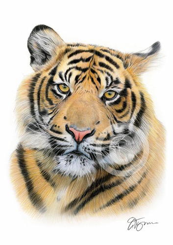 Sumatran tiger colour pencil - tiger,
