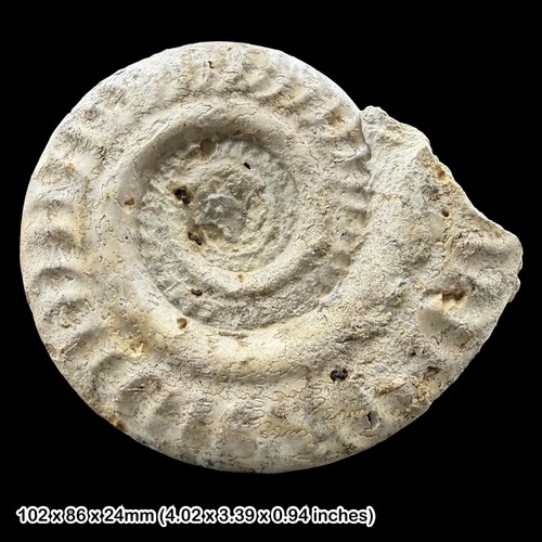 Hildoceras fossil ammonite - fossil,