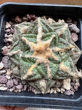 Ariocarpus suratus own - ariocarpus, fi