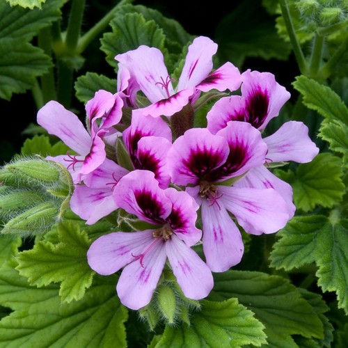 Orange fizz scented geranium - scented,