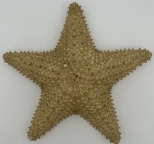 Starfish Knobby Orange Sea