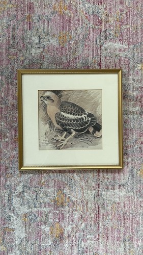 Vintage bird print montagu s - print, montagu's