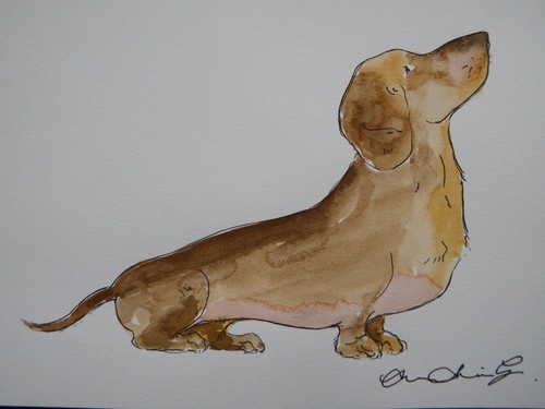 Dachshund dog watercolour - dachshund,