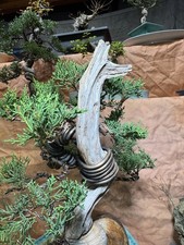 Cypress Bonsai  About 11-14  years