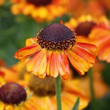 Helenium Short 'n' Sassy 3L Pot XXL RHS Flowering Tropical  Plants to your door