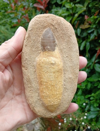 Fossil mosasaur tooth dinosaur - mosasaur,