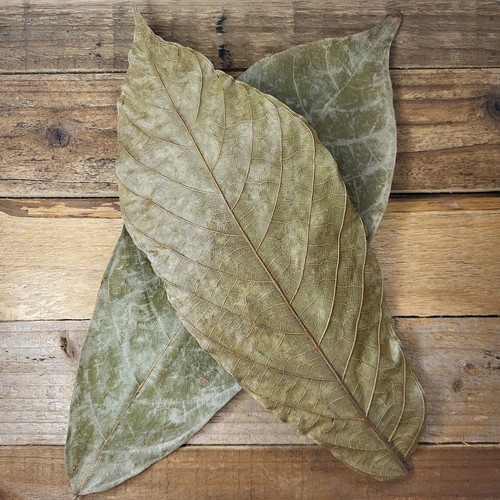 Ceylon cocoa leaves 25 200 - –, 25-200