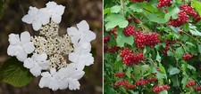 Guelder Rose  (Viburnum Opulus) | 25+ seeds | Bees and Birds | Same Day Dispatch