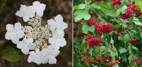 Guelder rose viburnum - , (viburnum