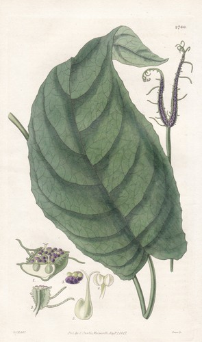 Dorstenia ceratosanthes flower