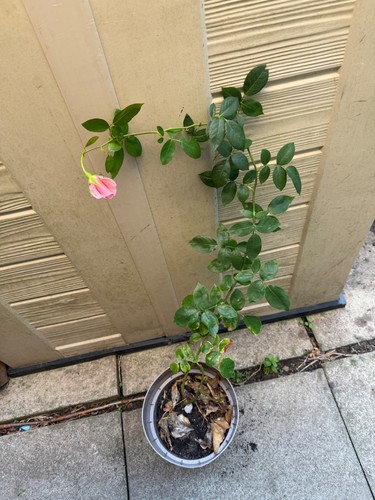 Pink climbing rose - climbing,