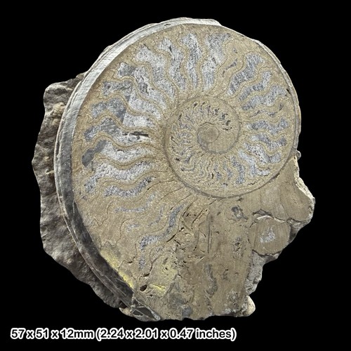 Oxynoticeras ammonite fossil - oxynoticeras,