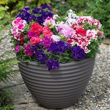 PETUNIA GRANDIFLORA F1 DOUBLE