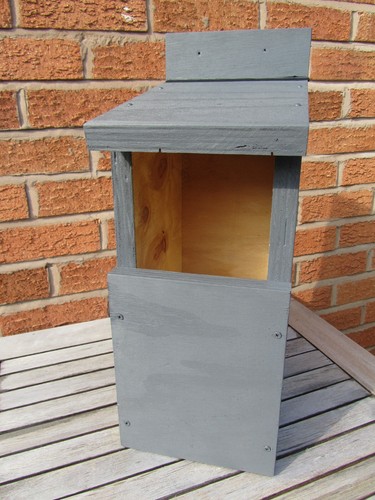 Little owl dove - nest, box