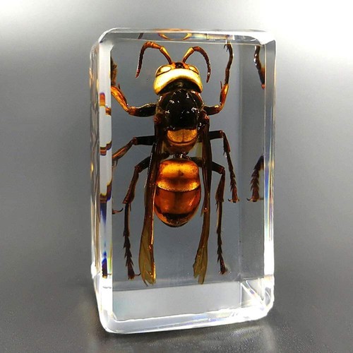 Insect resin real asian - 1.6",