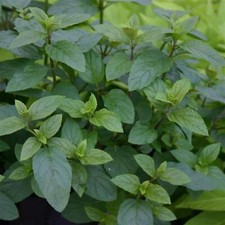 Perfect Plants - Chocolate Mint Plant in a 13cm pot Garden Ready Herb Plant